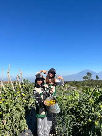Dua anggota KKN berfoto di kebun tomat dengan gunung tampak di belakang mereka